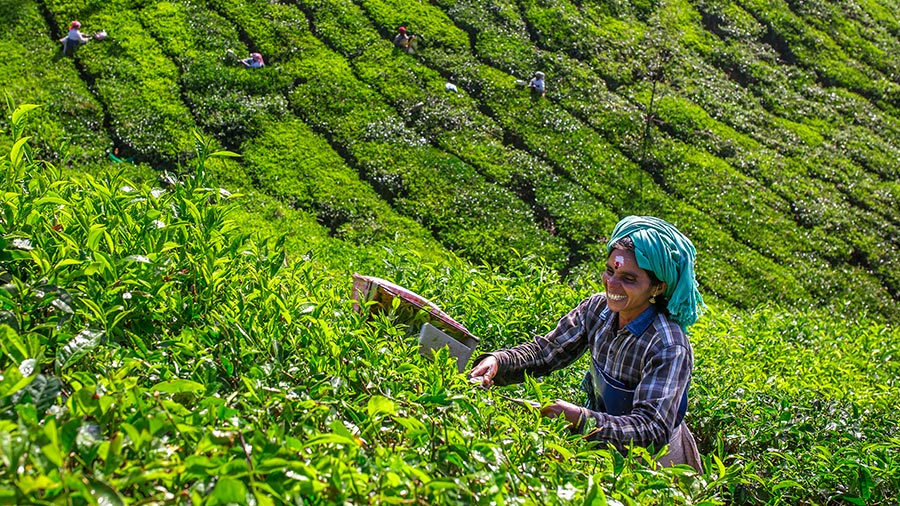 Sweet Memory of North East